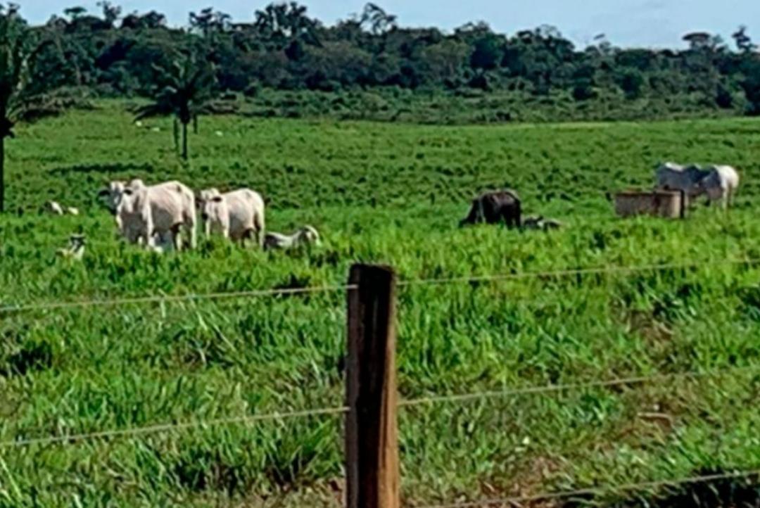 Preço do boi e vaca gorda em Mato Grosso diminui