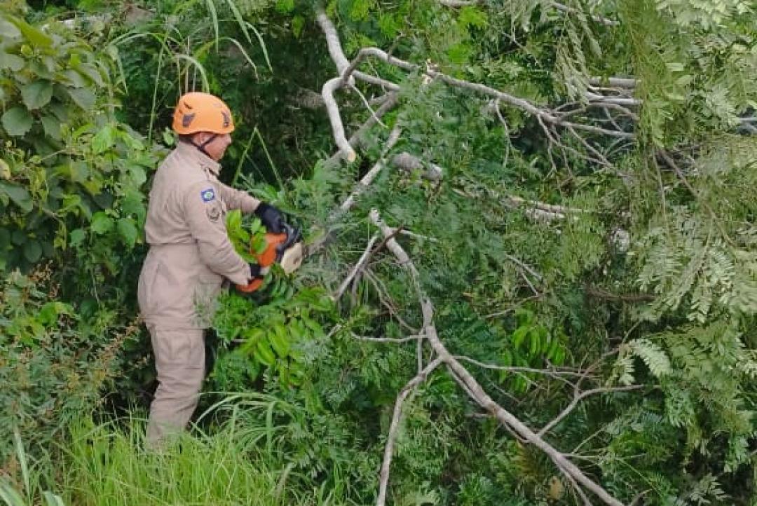 Ventos provocam quedas de árvores em Alta Floresta 