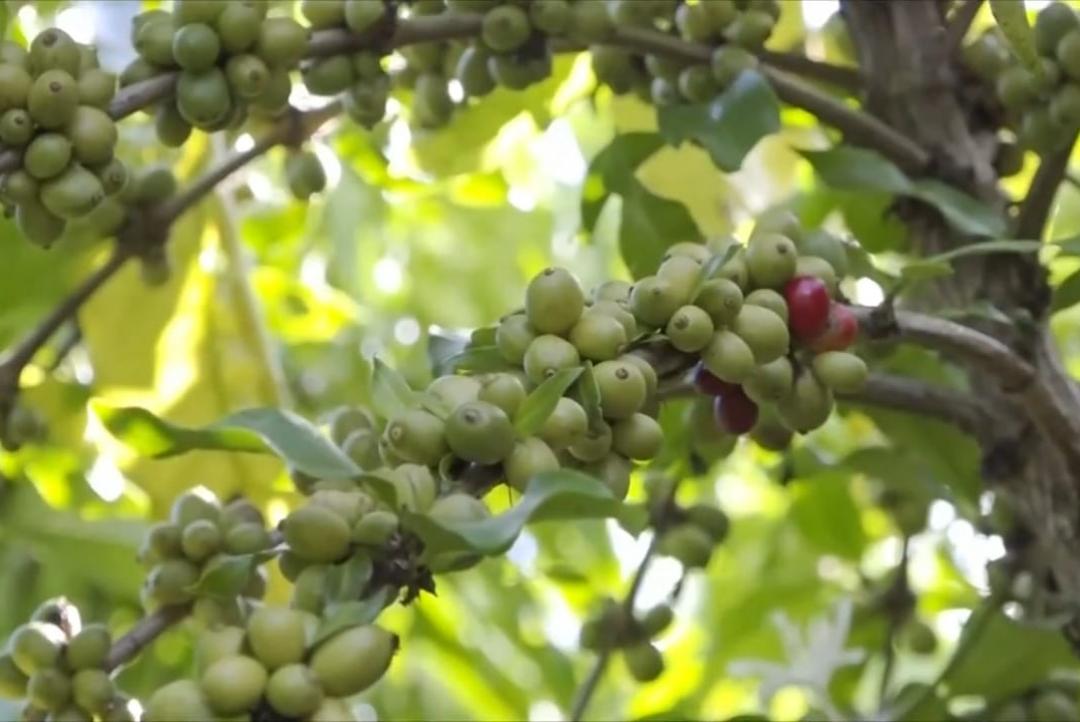 Projeto da prefeitura de Alta Floresta é destaque em Programa Rural 