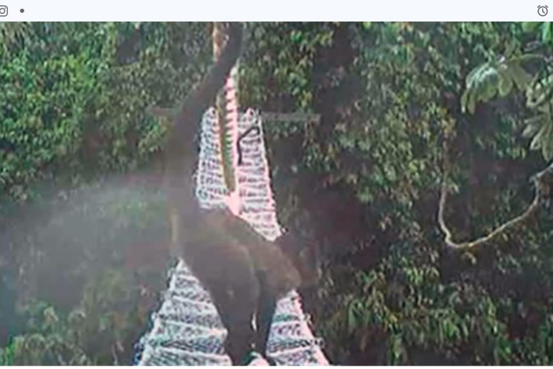 Mais de mil macacos utilizam pontes de dossel para travessia
