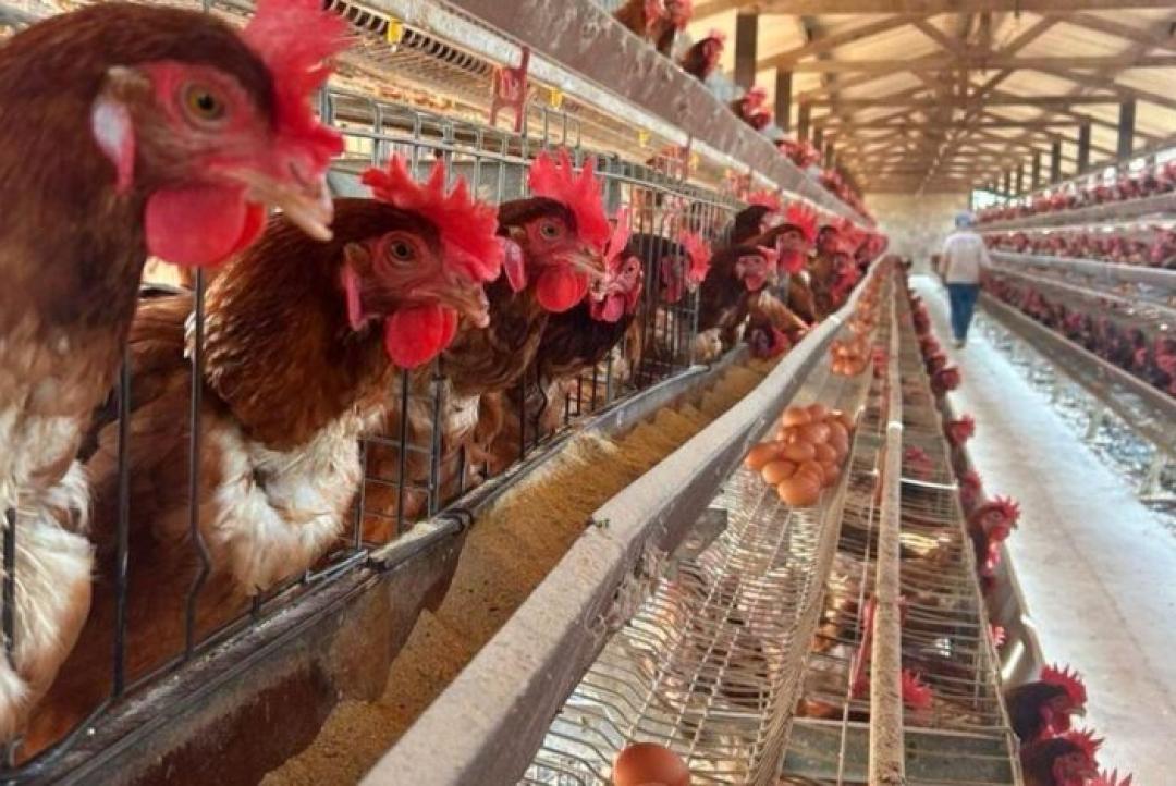 Mato Grosso intensifica protocolos para impedir entrada de gripe aviária no Estado