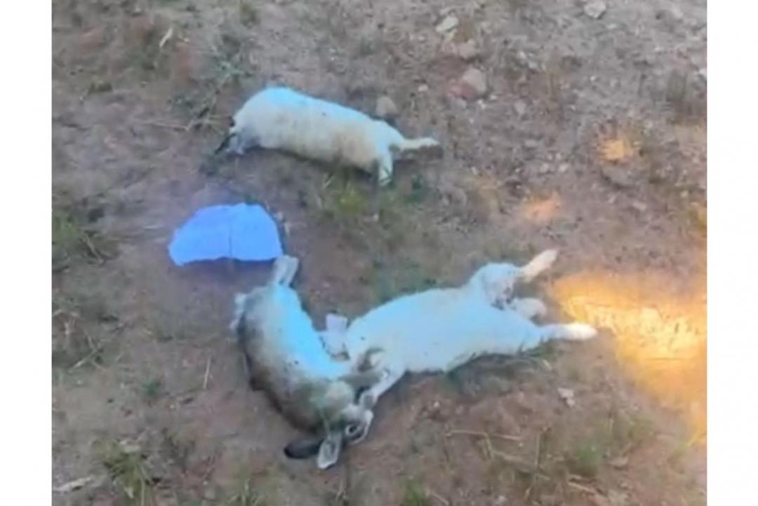 Coelhos usados em tratamento de crianças são mortos em Peixoto de Azevedo