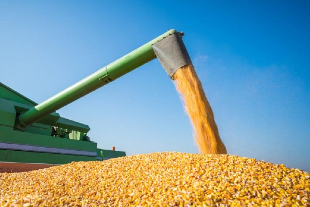 Alta nos preços e falta de armazenagem impulsionam venda de milho em MT