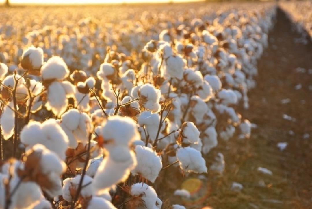 Colheita do algodão avança em Mato Grosso