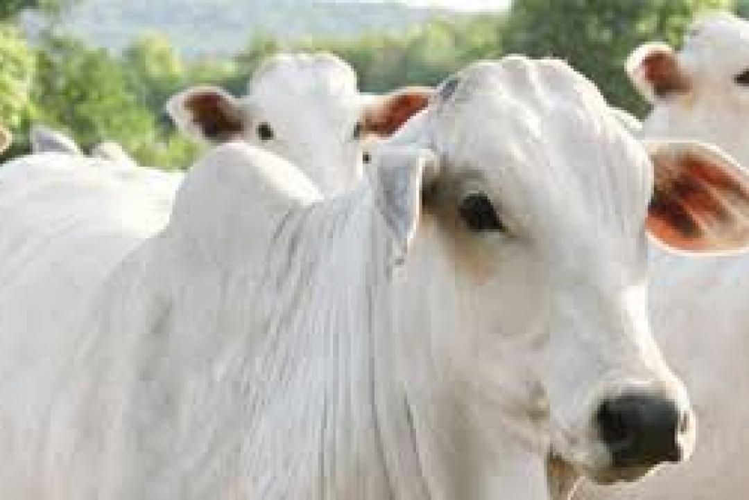 MT reduz Fethab da vaca em 30% e atende pleito de pecuaristas
