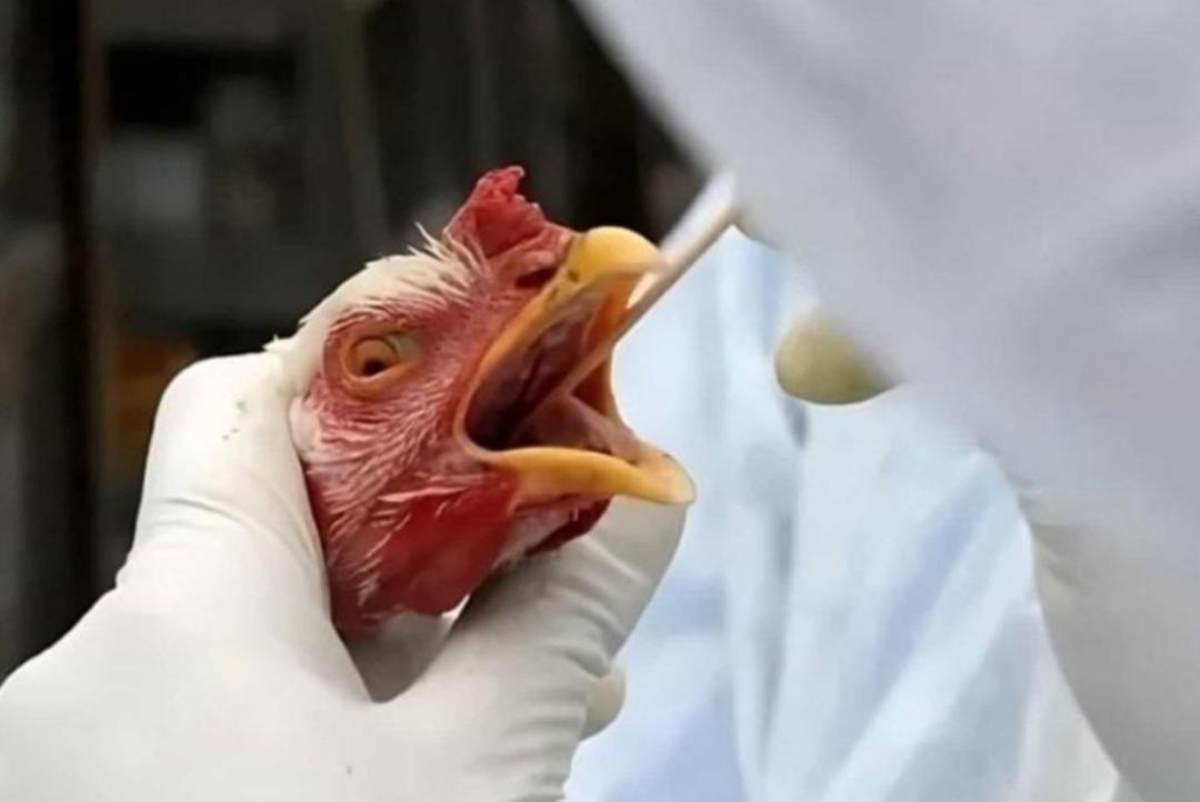 União Europeia reconhece o Brasil como livre da gripe aviária