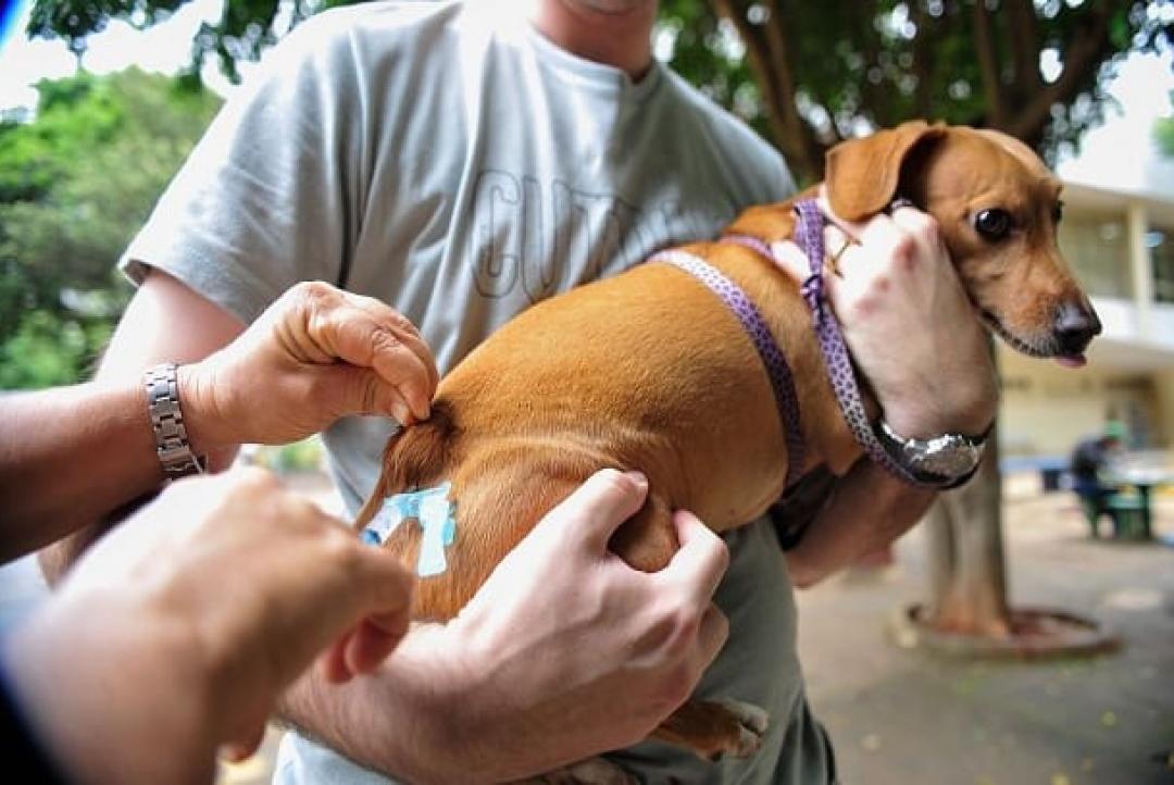 Alta Floresta anuncia campanha antirrábica urbana para cães e gatos