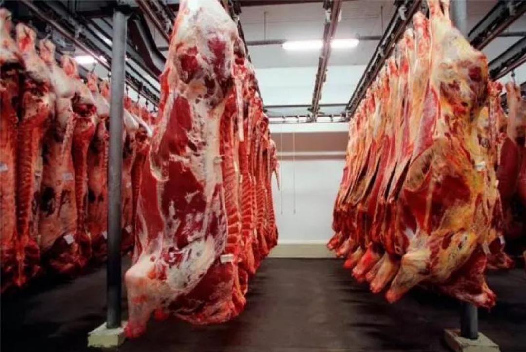 Exportações de carne bovina de MT para Argentina e Uruguai disparam com tarifaço de Trump