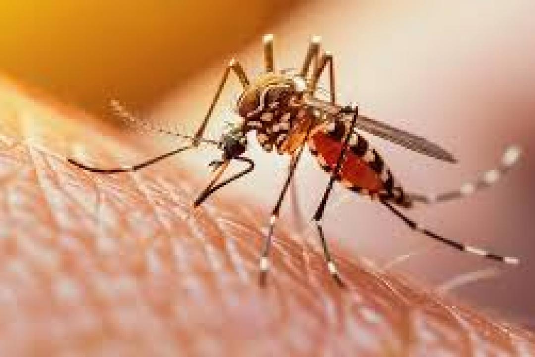 Casos de malária em Mato Grosso passam de 500 em 9 meses 