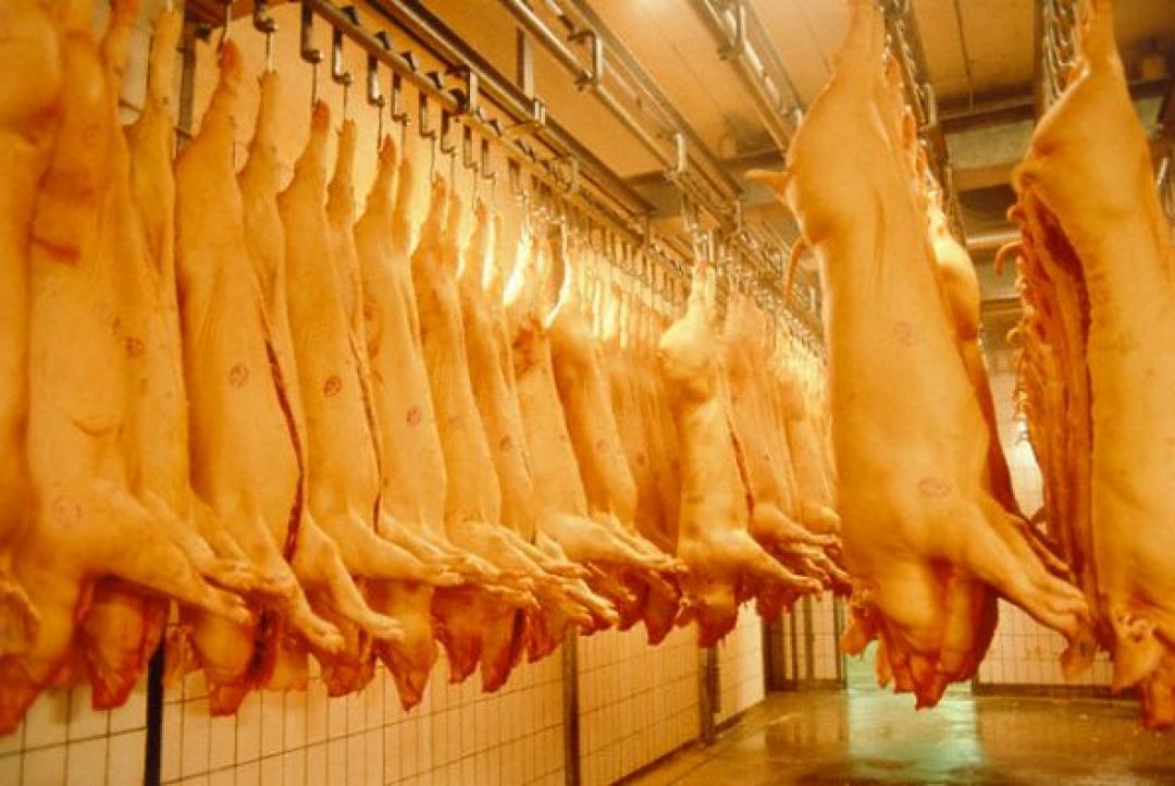 Exportação de carne suína em MT tem maior volume dos últimos oito anos