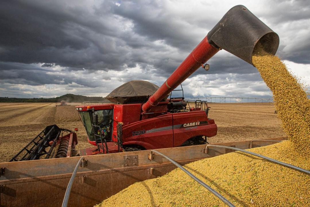Elogiada pela qualidade, soja de Mato Grosso domina produção industrial na China