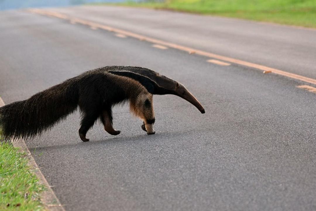 Bombeiros são acionados após tamanduá entrar em residência em Alta Floresta