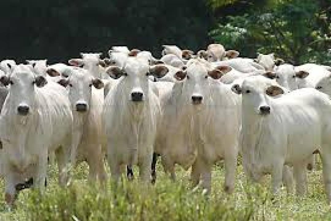 Prazo para vacinação contra brucelose termina dia 31 