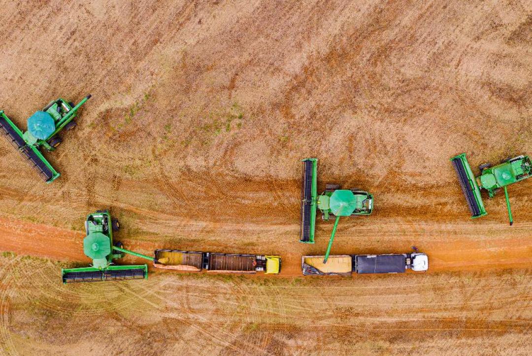 Puxada pela soja, produção de grãos em MT deve aumentar 4,4% na safra 2024/2025, estima Conab