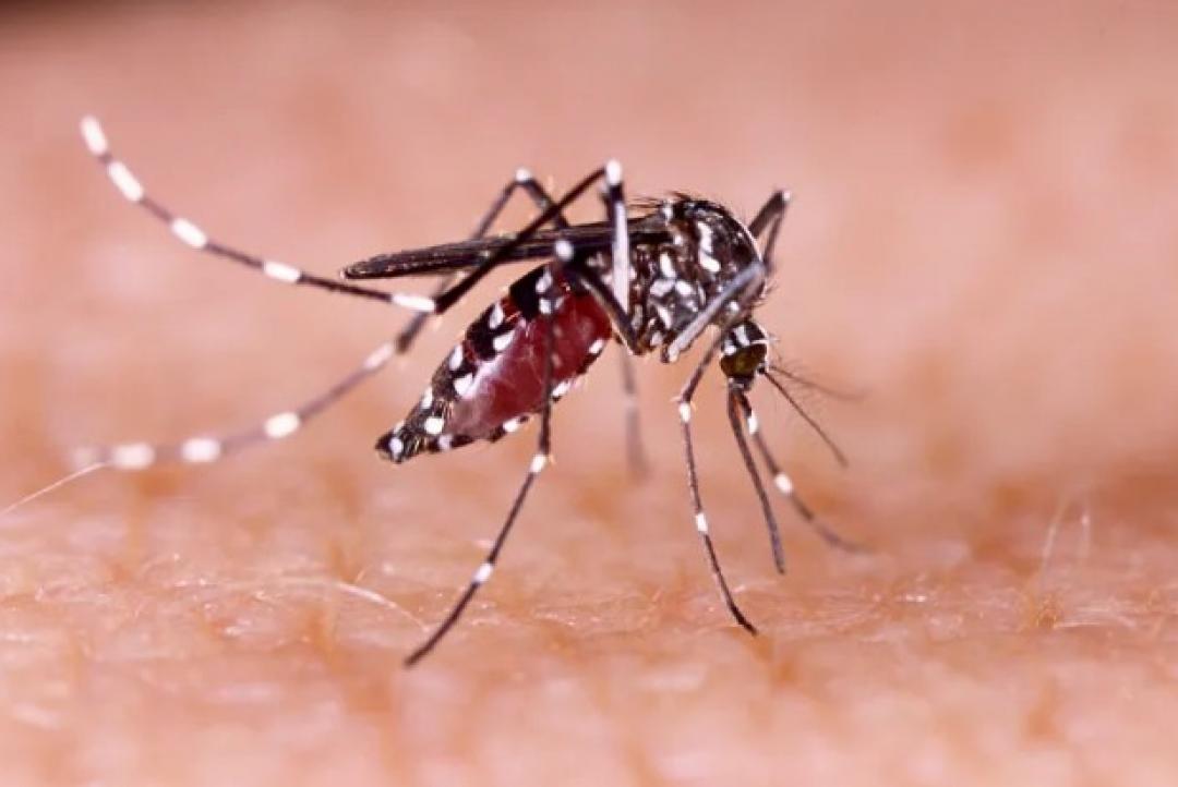 Medidas essenciais contra o Aedes aegypti: Proteja Sua Saúde