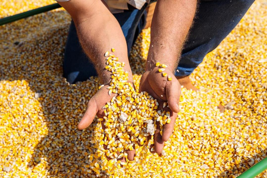 Produtores de Mato Grosso iniciam plantio do milho safrinha