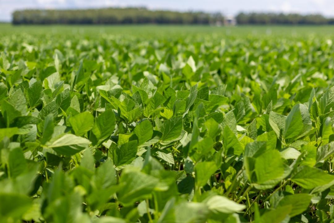 Abertura Nacional da Colheita da Soja em Mato Grosso acontece na próxima semana