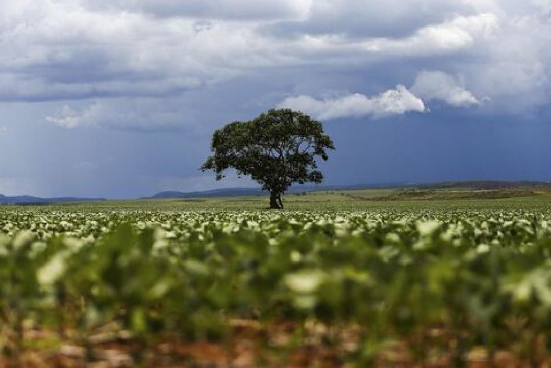 Produtores de soja de MT têm até 15 de fevereiro para cadastrar unidades de produção no Indea